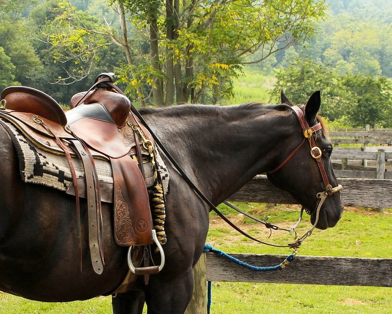 Top Tips for Starting and Running Your Own Horse Business